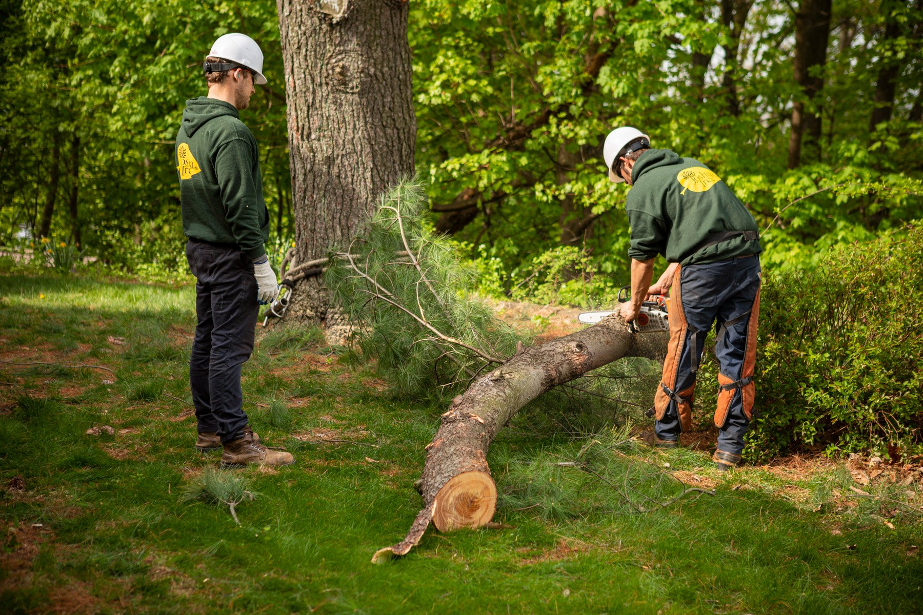 How to Care For Trees in Pennsylvania Fertilizing, Pruning, Pest